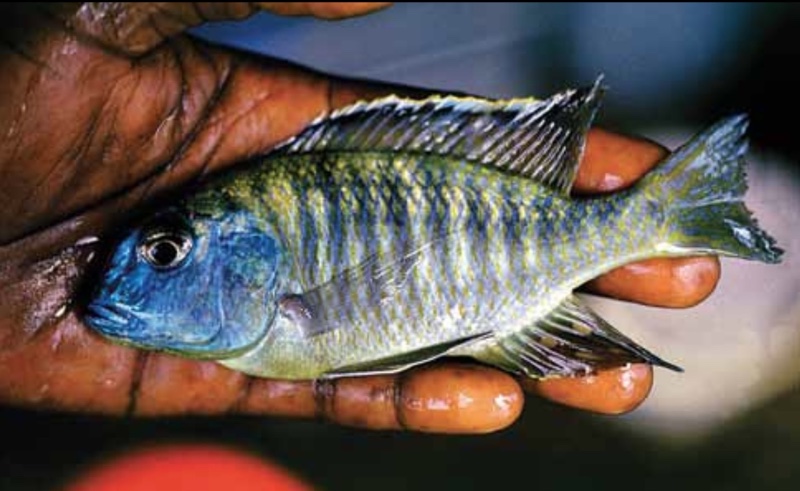 Tramitichromis sp. 'variabilis likoma' Likoma Island